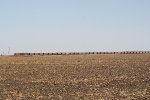 BNSF 6034 & 9362 wrap a coal empty train around a harvested corn field